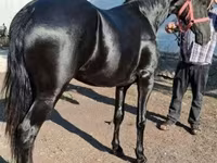 Horse (M), Friesian — photo 1