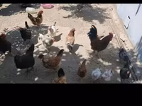 Chickens — photo 1