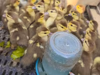 Ducks — foto 1