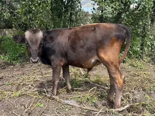 Бык, Коровы — Армения