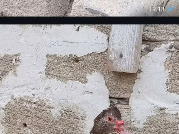 Ducks — Azerbaijan