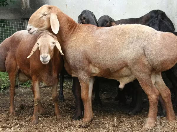 Sheep (batch, sex not specified), Sheep