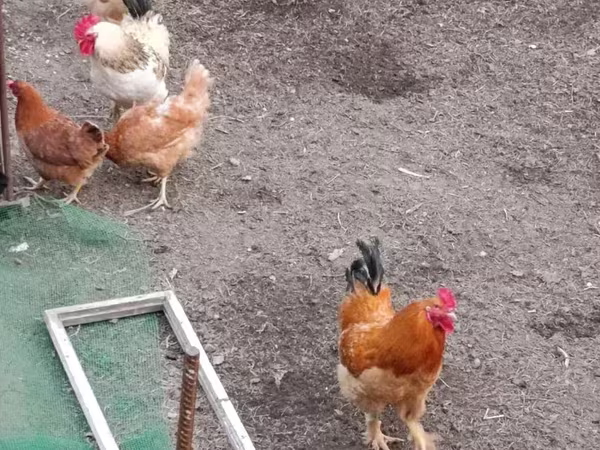 Chickens — أرمينيا