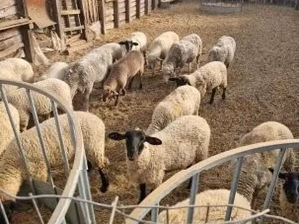 母羊, Sheep