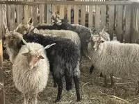 公羊, Racka sheep — 照片 3