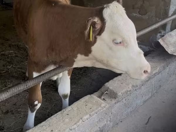 Buğa, Simmental cattle