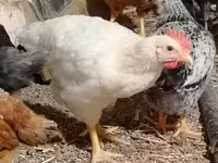 Chickens — photo 7