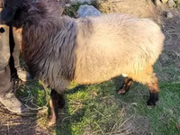 Qoyunlar (partiya, cinsi göstərilməyib), Qoyunlar — foto 1