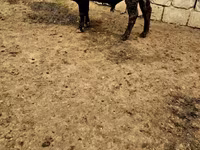 Cow, Cattle — photo 2