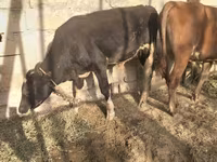 मवेशी (लॉट, लिंग निर्दिष्ट नहीं), मवेशी — फ़ोटो 4