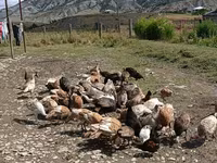 Turkeys — photo 1