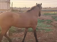 Mare, Mugalzhar horse — photo 1