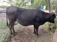 Cow, Swiss cattle — photo 2