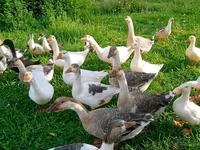 Geese — الصورة 1