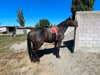 At, Karabair horse — foto 4