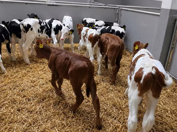 Býk, Simmental cattle