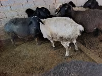 母羊, Sheep — 照片 4