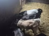 Kozel, Nubian Goat — foto 2