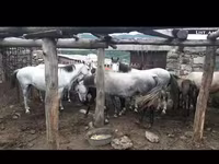 Madyan, Atlar — foto 2