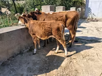 母牛, Red-spotted breed — 照片 7