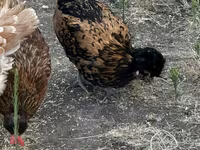 Chickens — الصورة 6