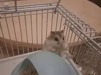Cırtdan hamsterlər və tam dəst qəfəs satilir Sevimli və mehriban — Foto 3