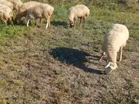 نعجة, Karabakh sheep — الصورة 6