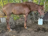 Kůň, Kazakh horse — foto 3