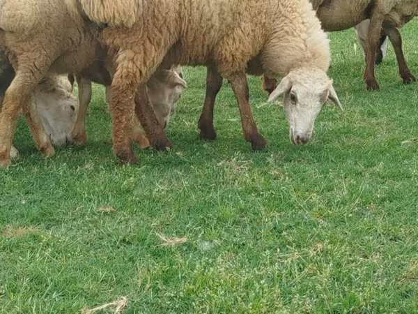 Qoyunlar (partiya, cinsi göstərilməyib), Qoyunlar