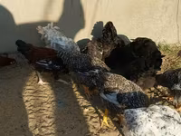 Chickens — photo 3