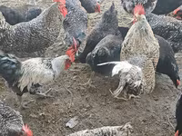 Chickens — foto 3