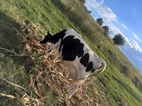 İnək, Kasta inəyi — foto 4
