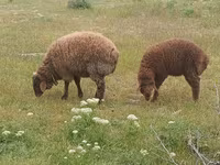 Ram, Sheep — photo 4