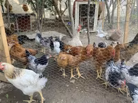 Chickens — फ़ोटो 1