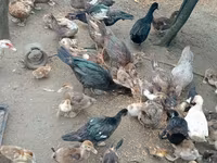 Ducks — 照片 8