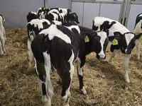 公牛, Russian Black pied cattle — 照片 2