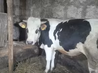 Bulle, Russian Black pied cattle — Foto 2