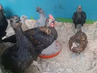 Chickens — photo 2