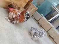 Chickens — photo 4