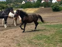 Cavalo, Hucul pony — foto 1