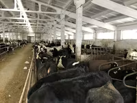 İnək, Yaroslavl cattle — foto 7