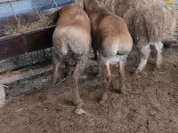 Oveja, West-Siberian mutton sheep — foto 2