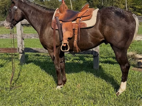 حصان, Appaloosa