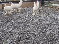 Chickens — photo 6