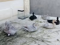 डोमेस्टिक मस्कोवी — फ़ोटो 3