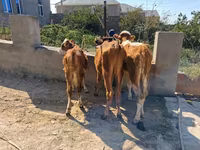 Buğa, Qırmızı-ləkəli cins — foto 4