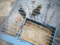 Nymph quşları (Cockatiel) – 2 ədəd, qəfəs və aksesuarlarla birlikdə — photo 4