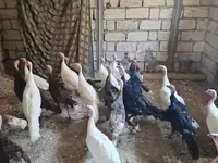 Geniş Sinəli Ağ — foto 2
