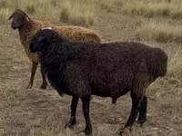 Qoç, Kazakh fat-tailed coarsewool sheep — foto 2