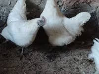 Ayam Cemani — Foto 2